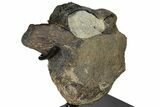 Hadrosaur (Hypacrosaur) Cervical Vertebra - Montana #131995-3